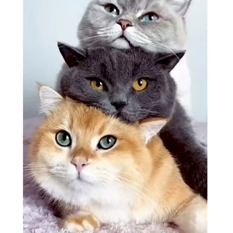 Peinture par numéro de Trois British Shorthair