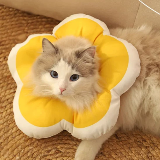 Collerette chat - Design Fleur