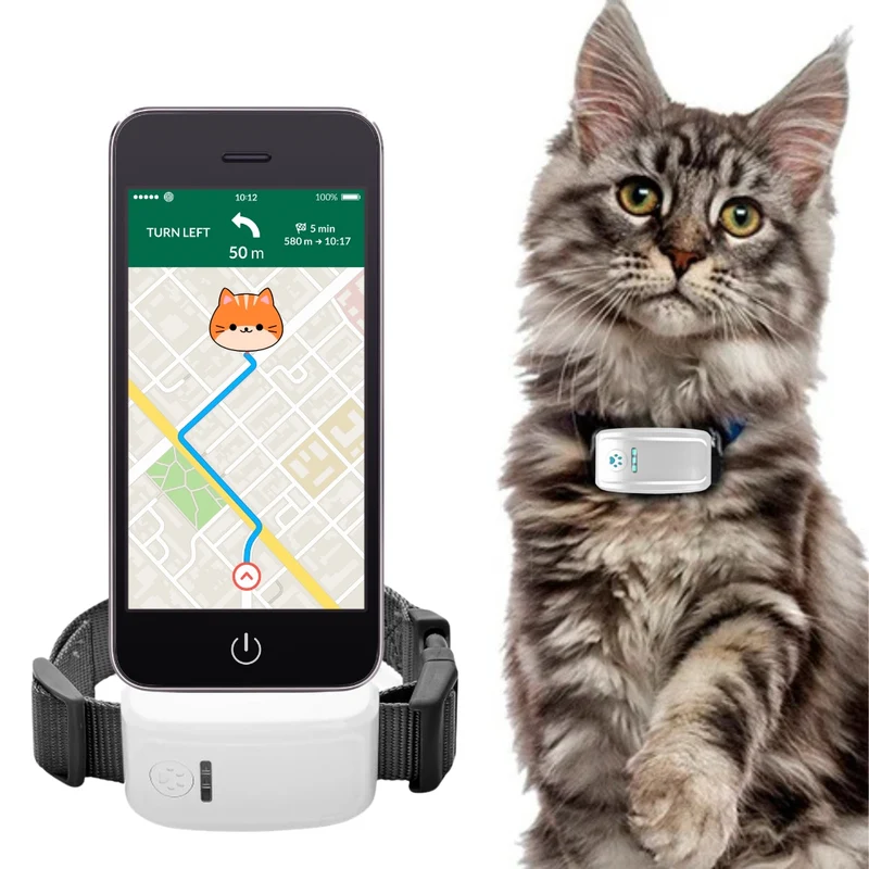 TAILTRAIL - Collier GPS Chat Maine Coon