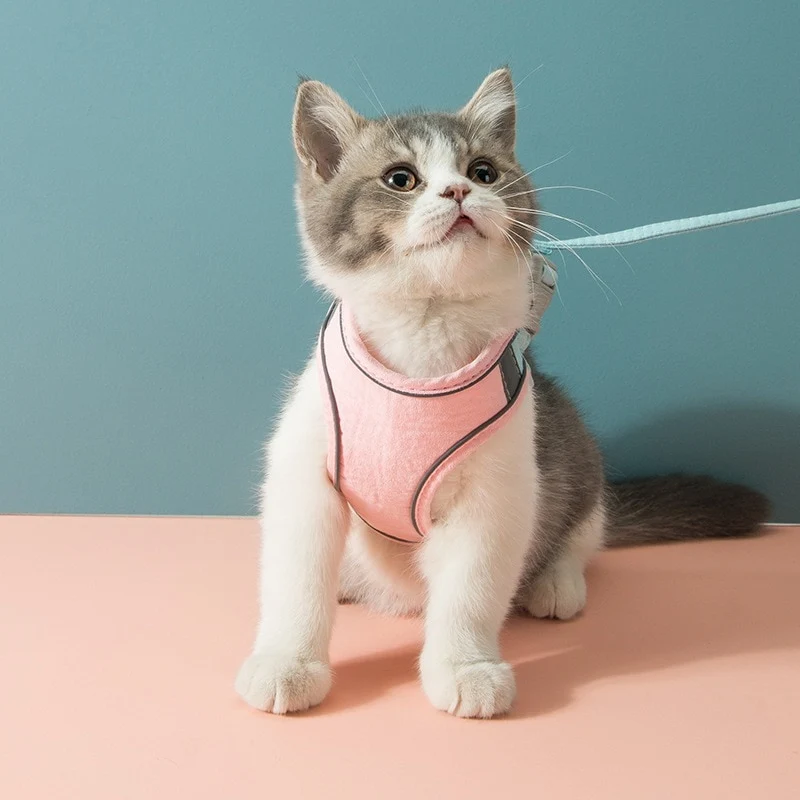 Harnais pour Chaton velours