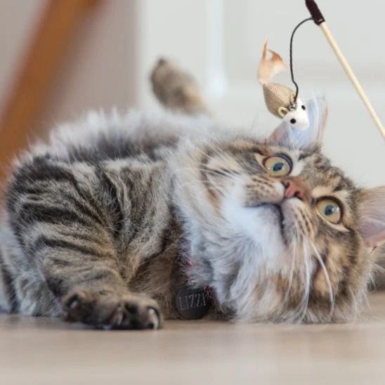 Jouet chat - Bâton interactif