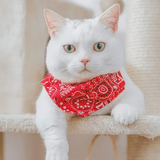 Collier chat - Bandana