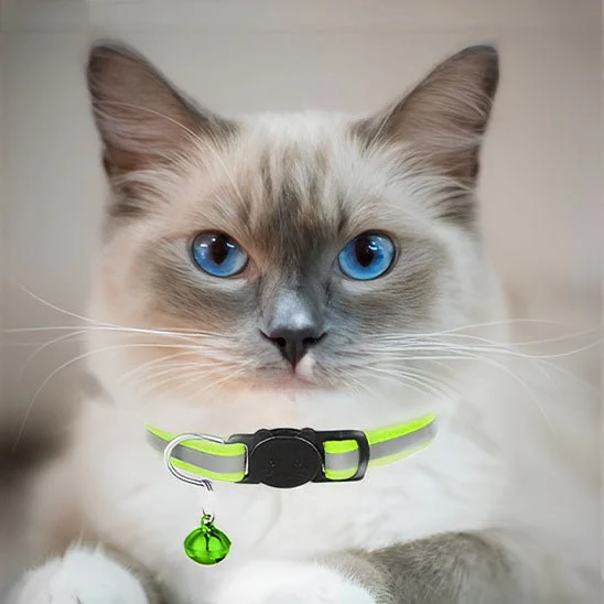 Collier chat anti étranglement - Réfléchissant