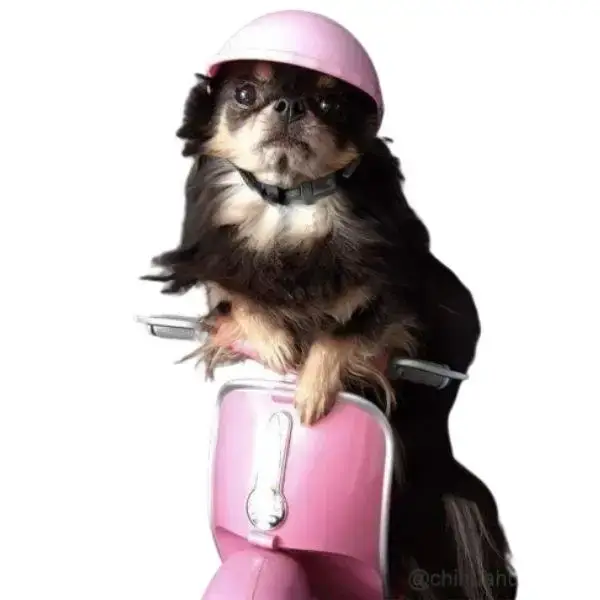 Casque Moto Déguisement Biker Chien Chat