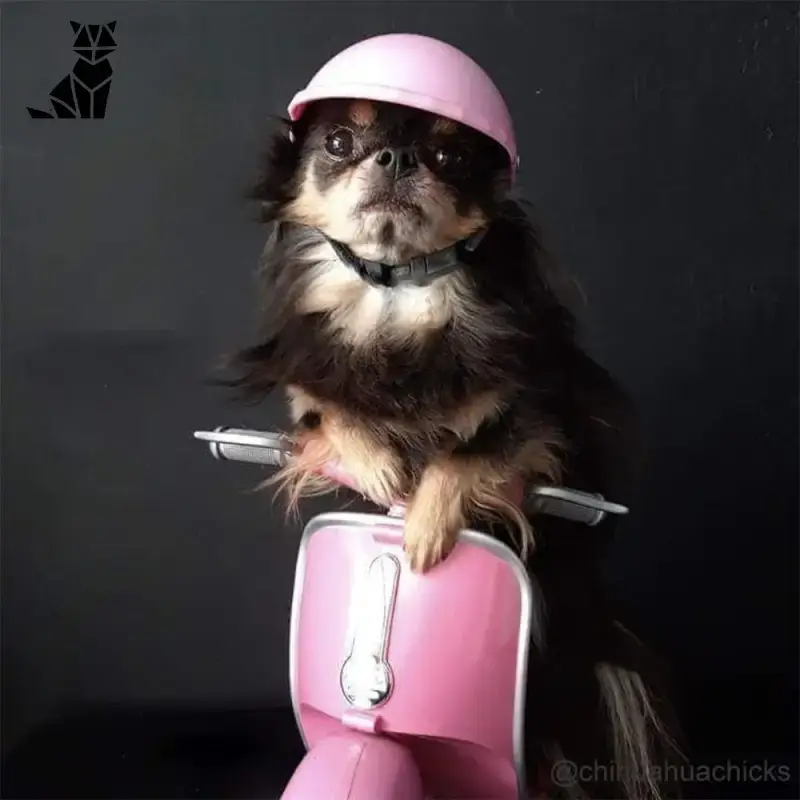 Casque Moto Déguisement Biker Chien Chat