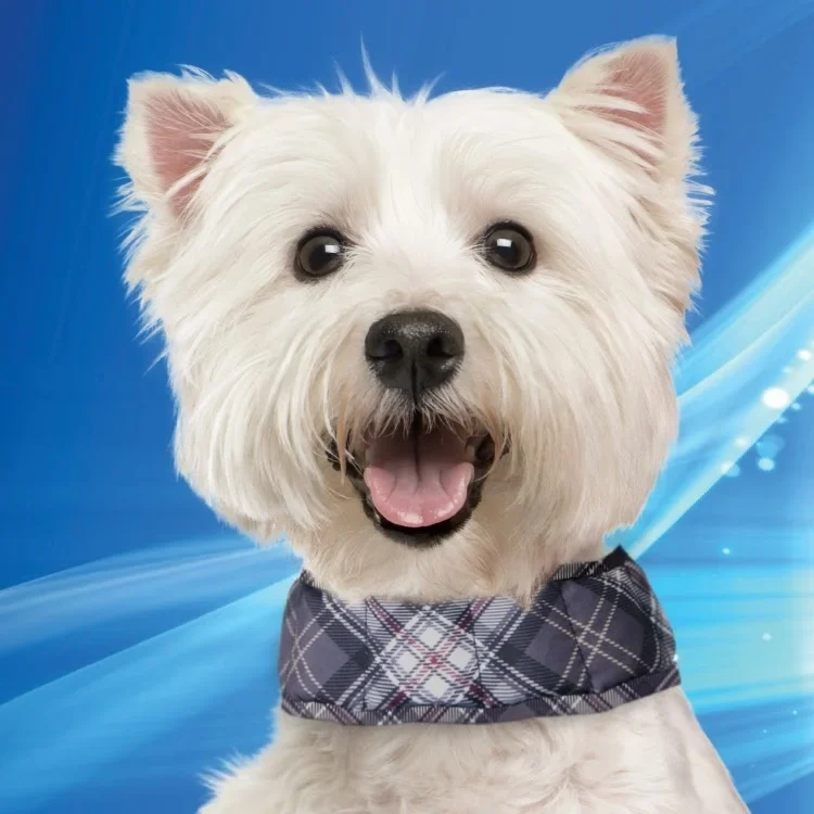 Aqua Coolkeeper - collier rafraîchissant pour chien
