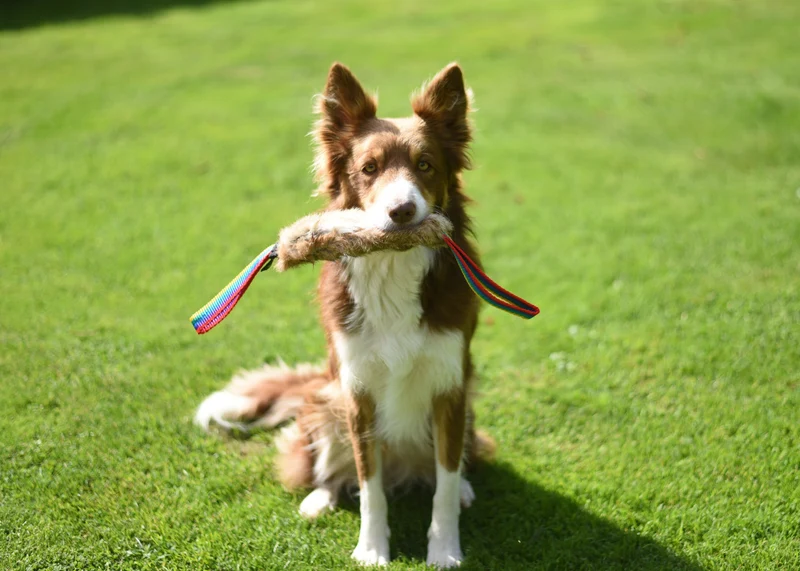 Jouet Flexipets Fourrure de lapin chien