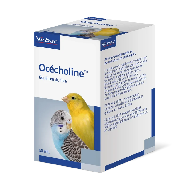 Océcholine oiseau