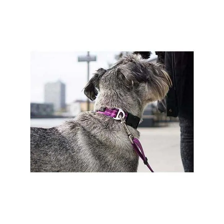 Dog Copenhagen collier Urban Style chien