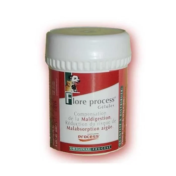 Flore Process chat, chien