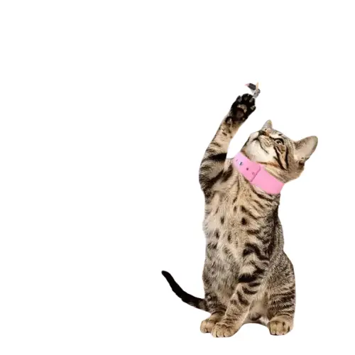 Jouet Plume Chat Interactif Autonome