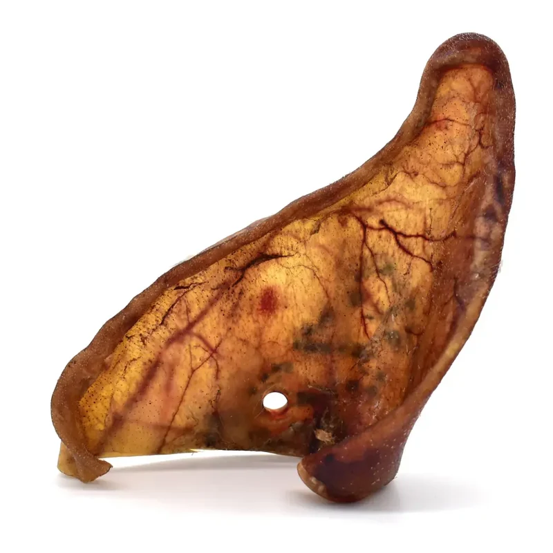 Oreilles de Porc pour Chien Cernunos