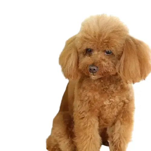 Peigne Chien Poils Longs - Démêloir Acier Inoxydable Anti-nœuds