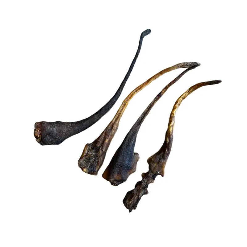 Anti-gaspi Queue de Sanglier pour Chien Cernunos