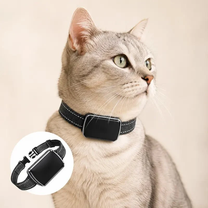 Collier GPS chat avec carte SIM - Localisez votre chat | MiaouTrack