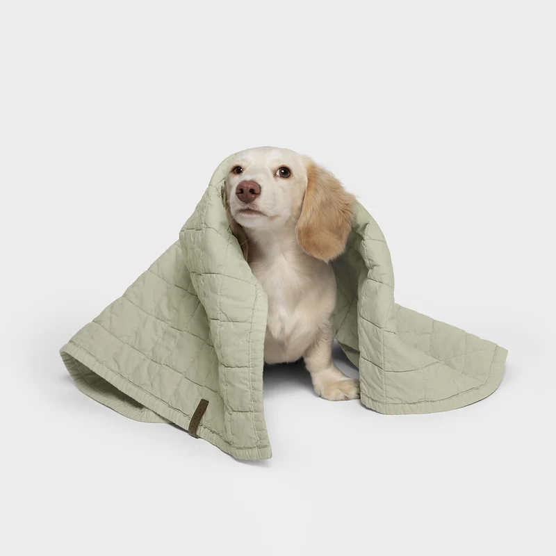 Couverture pour Chien LTTL – Cloud7