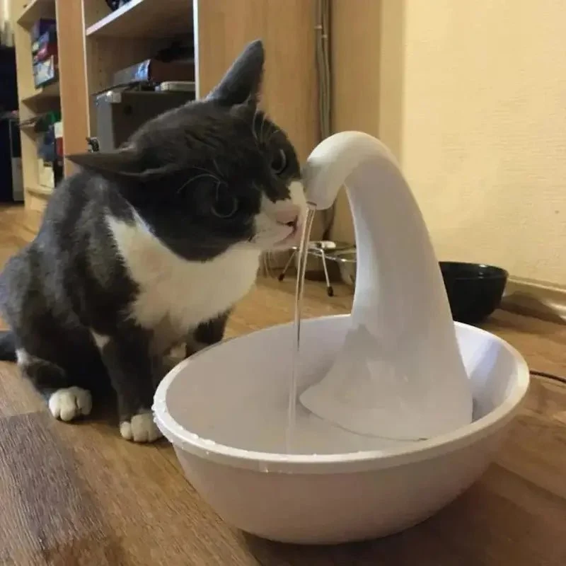 Fontaine automatique pour chat - Eau pure continue | Miautek