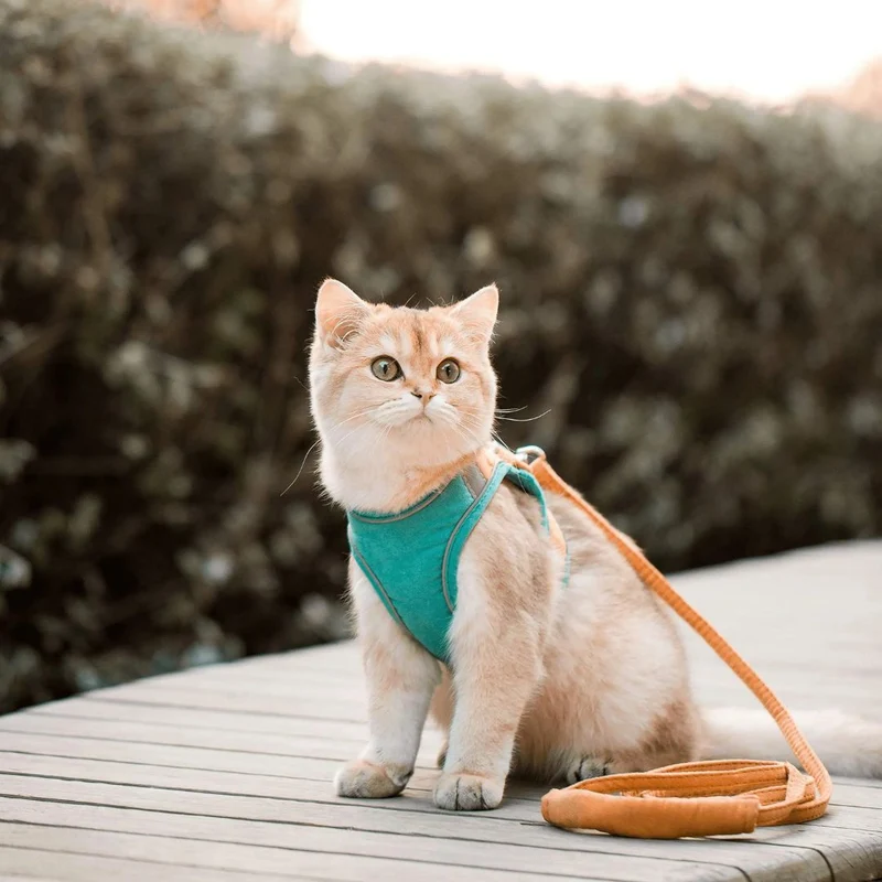 Harnais chat | KittyExplore™