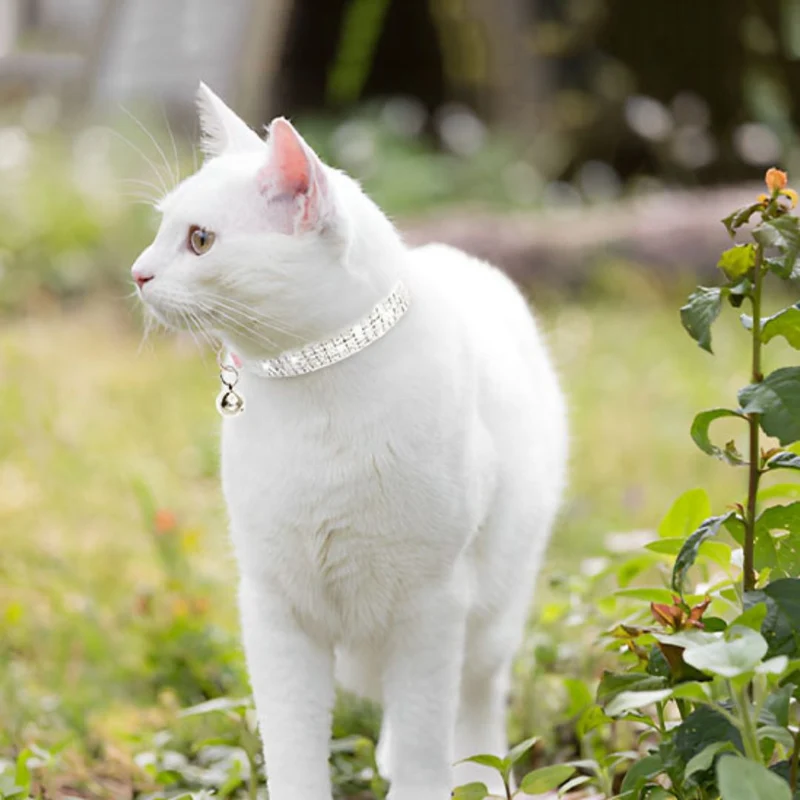 Collier chat | PurrShiny™