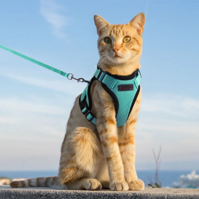 Harnais chat | Explor'Cat™
