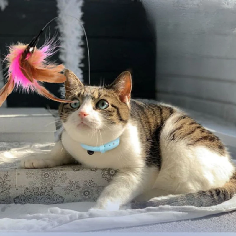 Jouet pour chat | ColiPlume™
