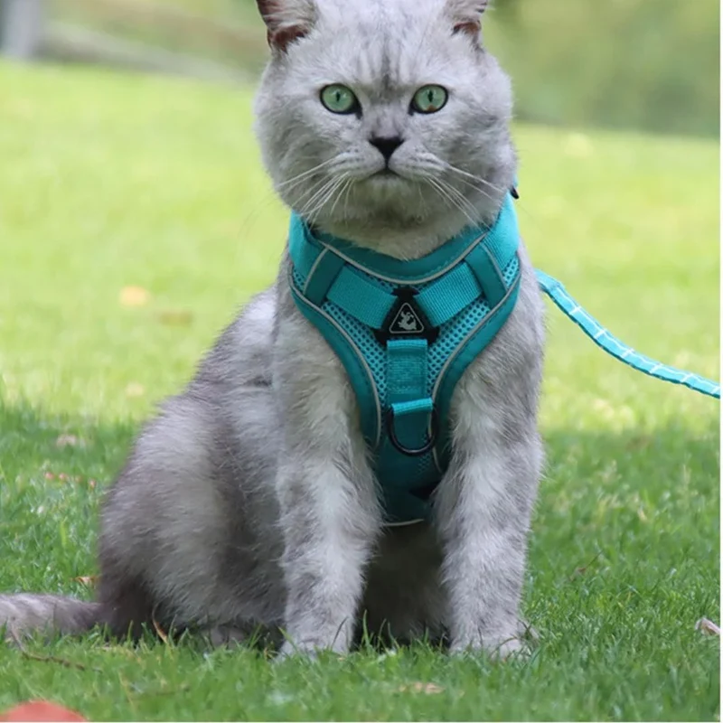 Harnais chat | ChicBalade™