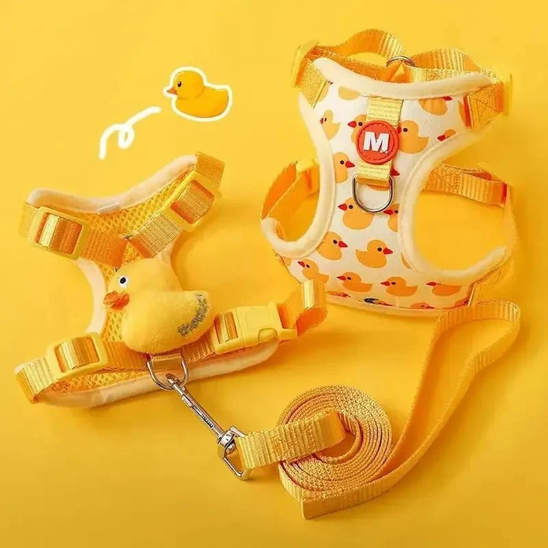 Harnais chaton 3 mois - Apprentissage facile | KittenGo