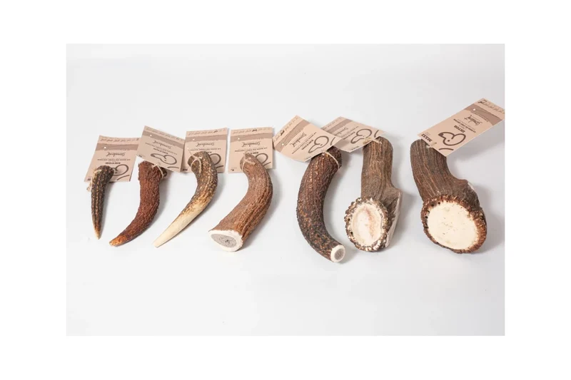Bois de cerf pour chien entier Ektor