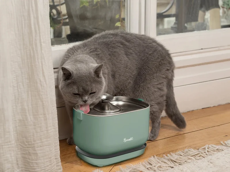 Fontaine à eau sans fil pour chat Bandit – Hydratation & santé