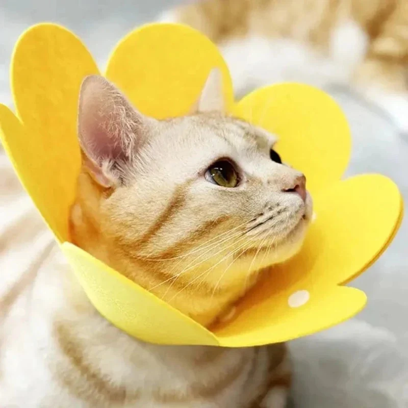 Collier Élisabéthain chat - Cicatrisation | HealCone