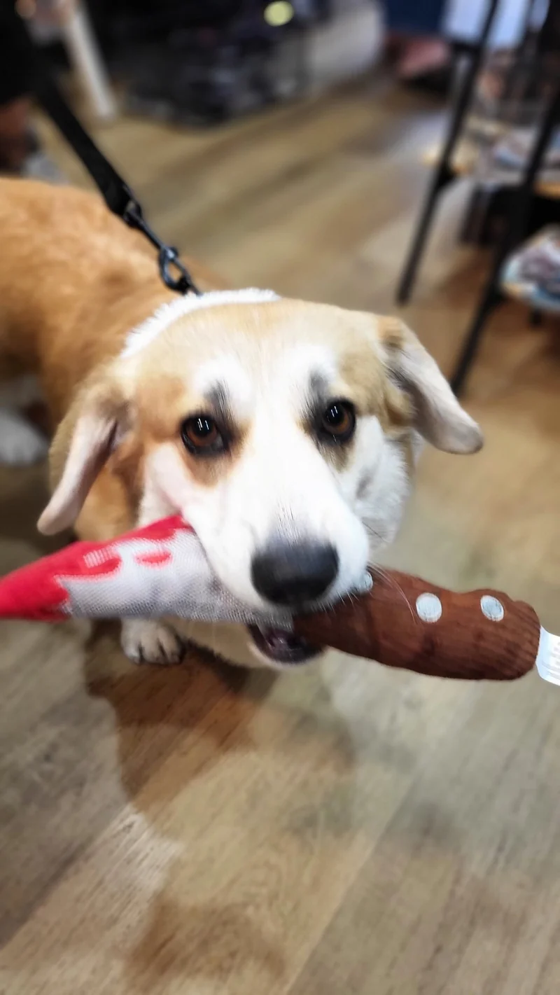 Jouet peluche couteau Halloween 🔪 pour chien – Howling Haunts