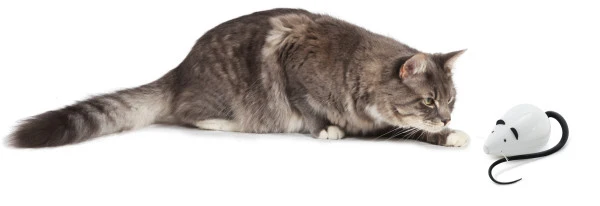 Petsafe - Rolorat - Jouet Interactif pour Chats