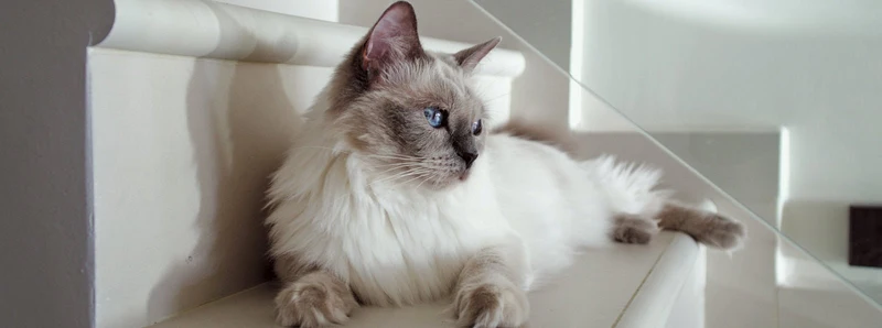 Nutrience care soin dentaire nourriture pour chat (produit du Quebec)
